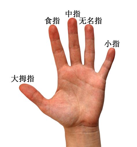 十隻手指有長短 桓名字意思